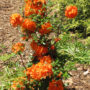 Azalea – Gibraltar – #2 Container